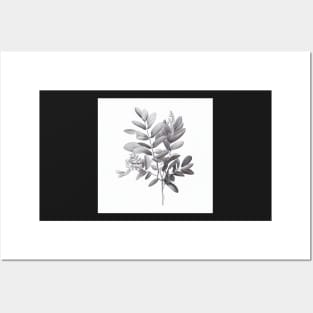 Black And White ZZ Plant Drawing Illustration Posters and Art